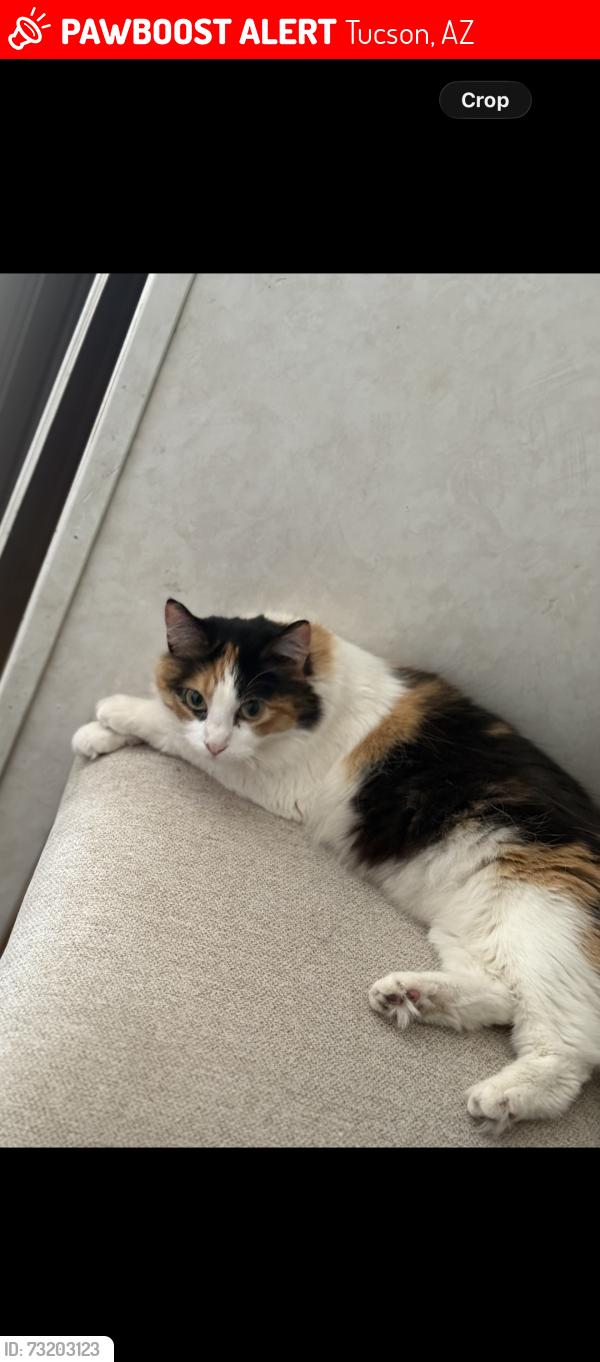 Lost Female Cat last seen Veterans Blvd & S 9th Ave, Tucson, AZ 85713