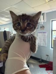 Shelter Stray Female Cat last seen Near MLK Jr Blvd, New Bern City Limits,, 1639 Old Airport Rd, New Bern, NC 28562, USA