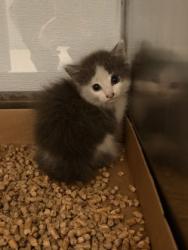 Shelter Stray Male Cat last seen Dallas Public Works, County/Unicorporated, NC, 1491 Business Park Ct, Gastonia, NC 28052, USA