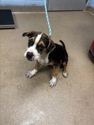 Shelter Stray Male Dog last seen Near Gresham Road Atlanta, 30316, 30316, GA, 3280 Chamblee Dunwoody Rd, Chamblee, GA 30341, USA