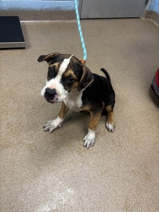 Shelter Stray Male Dog last seen Near Gresham Road Atlanta, 30316, 30316, GA, 3280 Chamblee Dunwoody Rd, Chamblee, GA 30341, USA