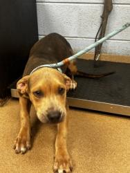 Shelter Stray Female Dog last seen Near Gresham Road Atlanta, 30316, 30316, GA, 3280 Chamblee Dunwoody Rd, Chamblee, GA 30341, USA