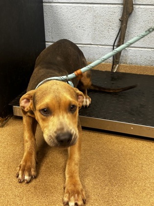 Shelter Stray Female Dog last seen Near Gresham Road Atlanta, 30316, 30316, GA, 3280 Chamblee Dunwoody Rd, Chamblee, GA 30341, USA