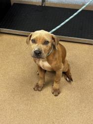 Shelter Stray Male Dog last seen Near Gresham Road Atlanta, 30316, 30316, GA, 3280 Chamblee Dunwoody Rd, Chamblee, GA 30341, USA