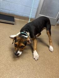 Shelter Stray Male Dog last seen Near Gresham Road Atlanta, 30316, 30316, GA, 3280 Chamblee Dunwoody Rd, Chamblee, GA 30341, USA