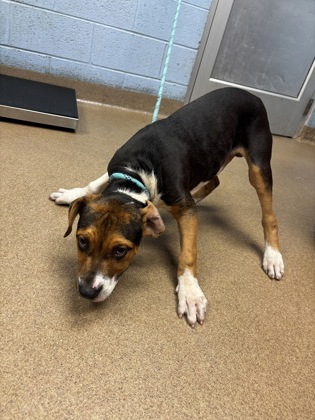 Shelter Stray Male Dog last seen Near Gresham Road Atlanta, 30316, 30316, GA, 3280 Chamblee Dunwoody Rd, Chamblee, GA 30341, USA