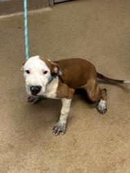 Shelter Stray Female Dog last seen Near Gresham Road Atlanta, 30316, 30316, GA, 3280 Chamblee Dunwoody Rd, Chamblee, GA 30341, USA