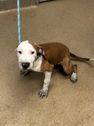 Shelter Stray Female Dog last seen Near Gresham Road Atlanta, 30316, 30316, GA, 3280 Chamblee Dunwoody Rd, Chamblee, GA 30341, USA