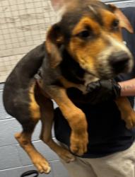 Shelter Stray Male Dog last seen Near Gresham Road Atlanta, 30316, 30316, GA, 3280 Chamblee Dunwoody Rd, Chamblee, GA 30341, USA