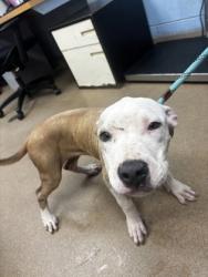 Shelter Stray Female Dog last seen Near Gresham Road Atlanta, 30316, 30316, GA, 3280 Chamblee Dunwoody Rd, Chamblee, GA 30341, USA