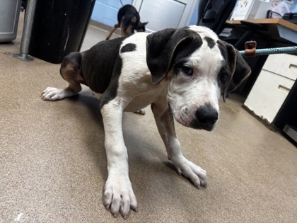 Shelter Stray Male Dog last seen Near Gresham Road Atlanta, 30316, 30316, GA, 3280 Chamblee Dunwoody Rd, Chamblee, GA 30341, USA