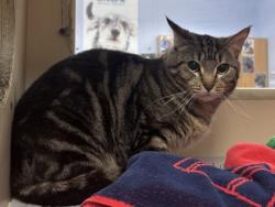 Shelter Stray Male Cat last seen Near Highgate Court Stone Mountain, 30087, 30087, GA, 3280 Chamblee Dunwoody Rd, Chamblee, GA 30341, USA