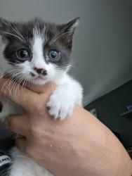 Shelter Stray Female Cat last seen Near Gough St, 21224, MD, 2490 Giles Rd, Baltimore, MD 21225, USA