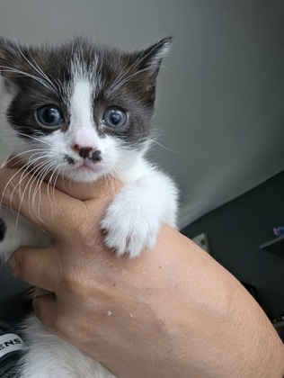 Shelter Stray Female Cat last seen Near Gough St, 21224, MD, 2490 Giles Rd, Baltimore, MD 21225, USA