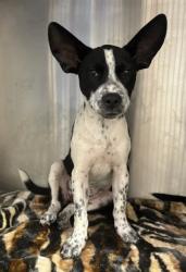 Shelter Stray Female Dog last seen West Forrest AVE & Cheney ST, Atlanta, GA, 1251 Fulton Industrial Blvd NW, Atlanta, GA 30336, USA