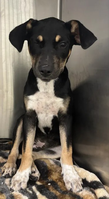 Shelter Stray Female Dog last seen West Forrest AVE & Cheney ST, Atlanta, GA, 1251 Fulton Industrial Blvd NW, Atlanta, GA 30336, USA