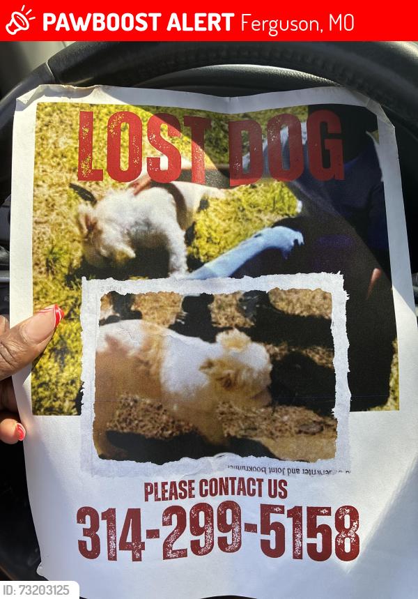 Lost Female Dog last seen Shirley, Ferguson, MO 63135