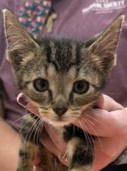 Shelter Stray Female Cat last seen Near E 236th St, Cicero City, IN, 10501 Hague Rd, Fishers, IN 46038, USA