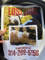 Lost Female Dog last seen Shirley, Ferguson, MO 63135