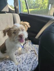 Found/Stray Male Dog last seen Poole Road, Raleigh, NC 27610
