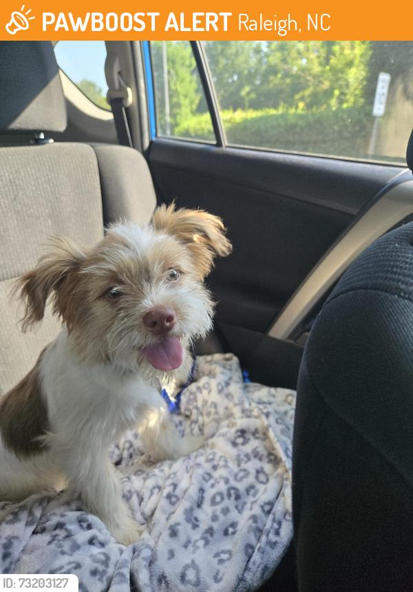 Found/Stray Male Dog last seen Poole Road, Raleigh, NC 27610
