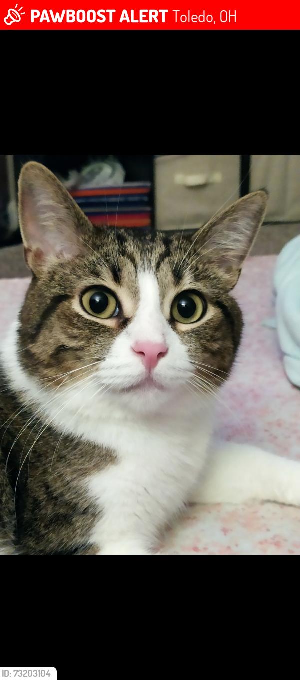 Lost Male Cat last seen Sunnydale est apmts, Toledo, OH 43613