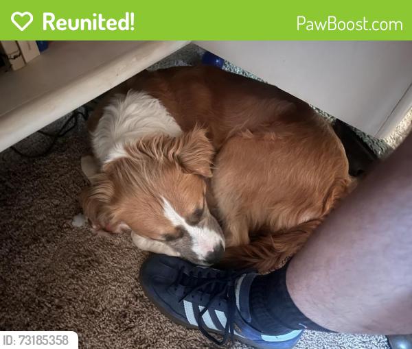 Reunited Female Dog last seen Siler Bald Trail, Macon County, NC 28781
