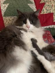 Lost Male Cat last seen Dewitt Road, Lucas Ave, Hurley Rec center, Hurley, NY 12443