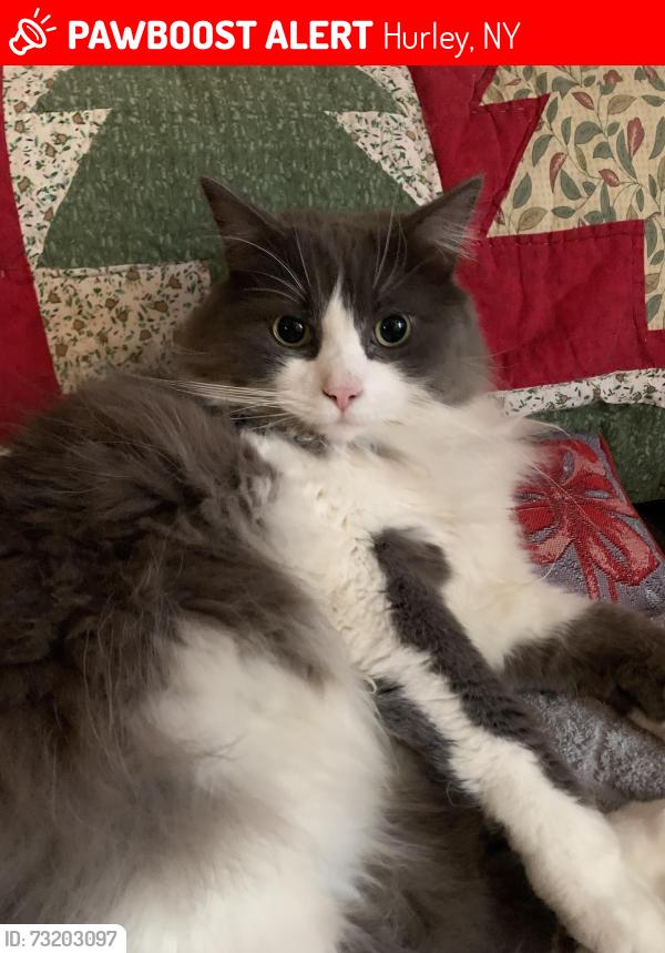 Lost Male Cat last seen Dewitt Road, Lucas Ave, Hurley Rec center, Hurley, NY 12443