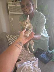 Reunited Male Cat last seen Orchards at 4 mile, building 990, Walker, MI 49544