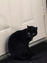 Lost Female Cat last seen Near Brookshire Ave Garden Grove CA 92840 United States, Garden Grove, CA 92840