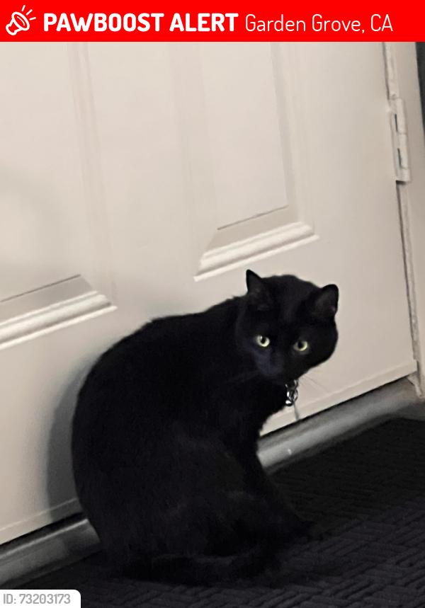 Lost Female Cat last seen Near Brookshire Ave Garden Grove CA 92840 United States, Garden Grove, CA 92840