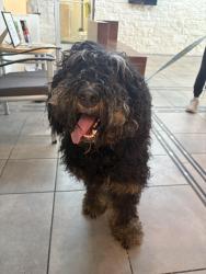 Reunited Unknown Dog last seen Spring creek, San Antonio, TX 78247