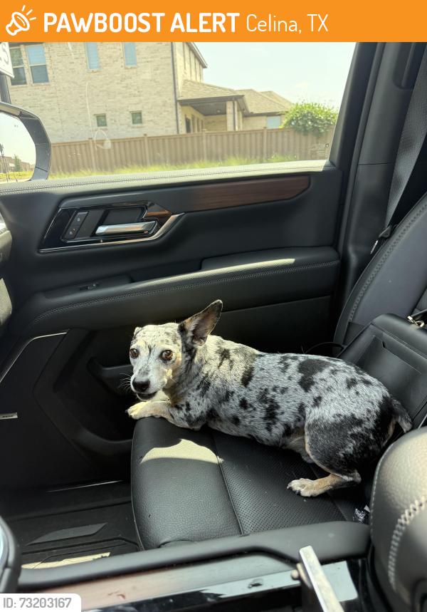 Found/Stray Unknown Dog last seen Light Farms neighborhood, Celina, TX 75009