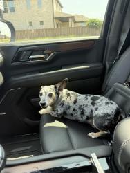 Found/Stray Unknown Dog last seen Light Farms neighborhood, Celina, TX 75009