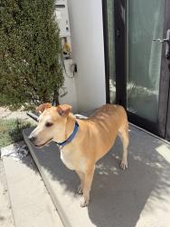 Lost Male Dog last seen Chris’ Market in North Park on Myrtle & Boundary, San Diego, CA 92104