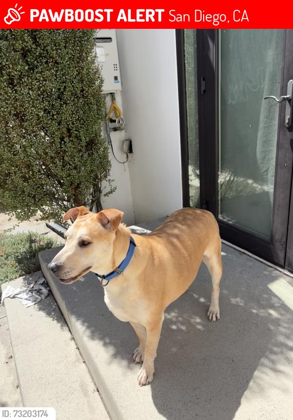 Lost Male Dog last seen Chris’ Market in North Park on Myrtle & Boundary, San Diego, CA 92104