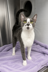 Shelter Stray Female Cat last seen Near St. Julien Avenue, LAFAYETTE, LA, 70506, 410 Dugas Rd, Lafayette, LA 70507, USA