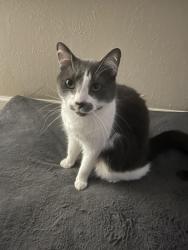 Lost Male Cat last seen Roosevelt and Orange, by the church., South Bend, IN 46614