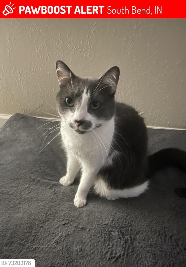 Lost Male Cat last seen Roosevelt and Orange, by the church., South Bend, IN 46614