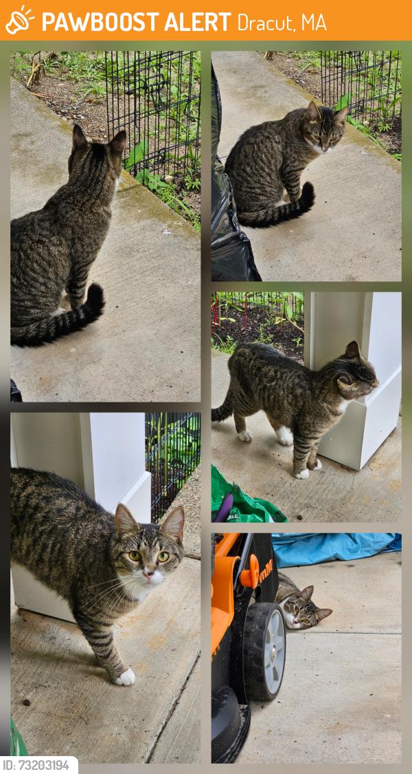 Found/Stray Unknown Cat last seen Parker avenue, Dracut, MA 01826