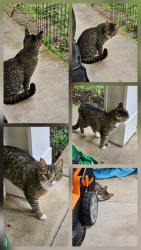 Found/Stray Unknown Cat last seen Parker avenue, Dracut, MA 01826