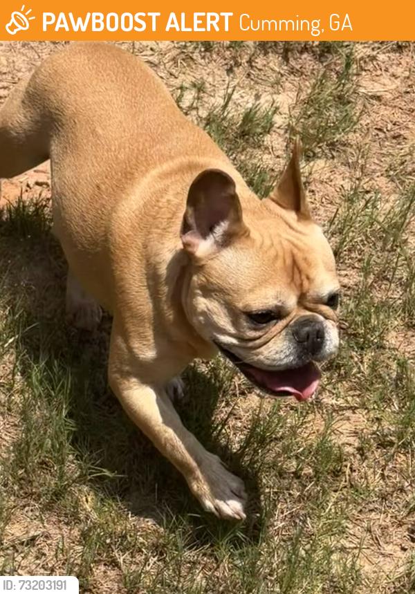 Found/Stray Male Dog last seen Westbrook Lake Subdivision, Cumming, GA 30040