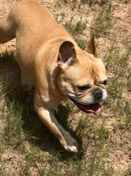 Found/Stray Male Dog last seen Westbrook Lake Subdivision, Cumming, GA 30040