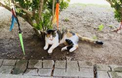 Lost Female Cat last seen Alpine shore, San Antonio, TX 78254