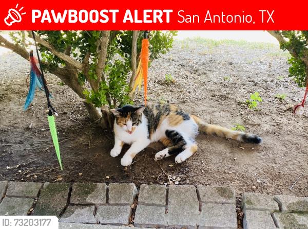 Lost Female Cat last seen Alpine shore, San Antonio, TX 78254