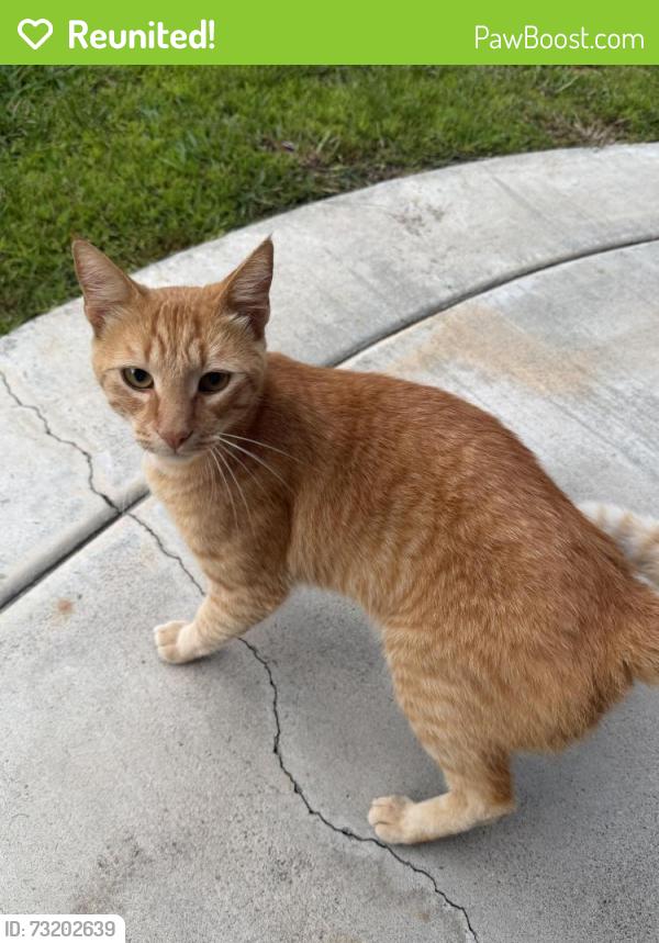 Reunited Unknown Cat last seen Date and Cedar, Vista, CA 92083