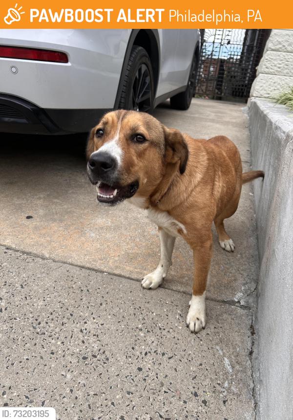 Found/Stray Female Dog last seen Near parkside ave, Philadelphia, PA 19104