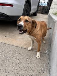 Found/Stray Female Dog last seen Near parkside ave, Philadelphia, PA 19104