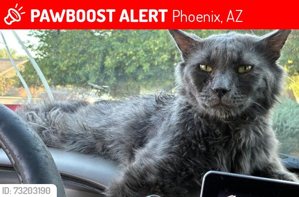 Lost Male Cat last seen Winco parking lot by Goodwill, Phoenix, AZ 85023